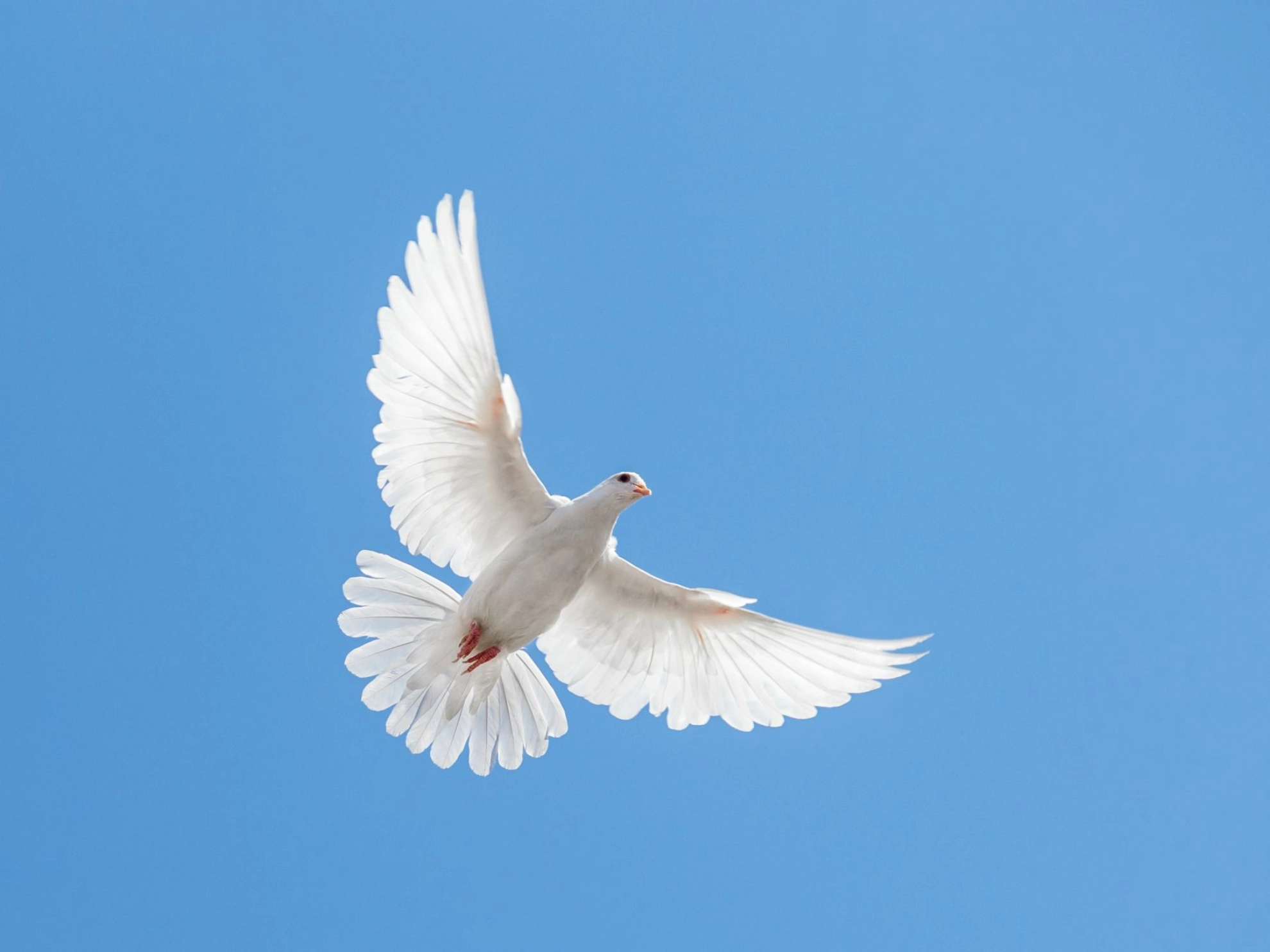 Vorstand, BPE:aktive/politik-und-gesellschaft/europa-und-internationales