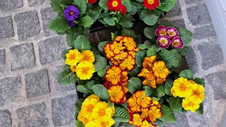 Am Internationalen Frauentag setzt die IG Metall Amberg ein Zeichen: Aktionen in Betrieben wie emz, Grammer & Luitpoldhütte für Gleichberechtigung. Engagement für eine gerechtere Arbeitswelt. #Gleichstellung #IGMetallAmberg #Frauentag